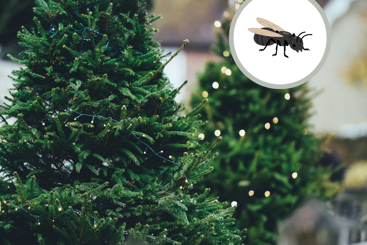 Aprende a detectar plagas en el árbol de Navidad