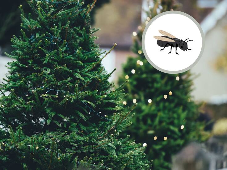 Aprende a detectar plagas en el árbol de Navidad