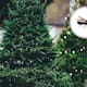 Aprende a detectar plagas en el árbol de Navidad