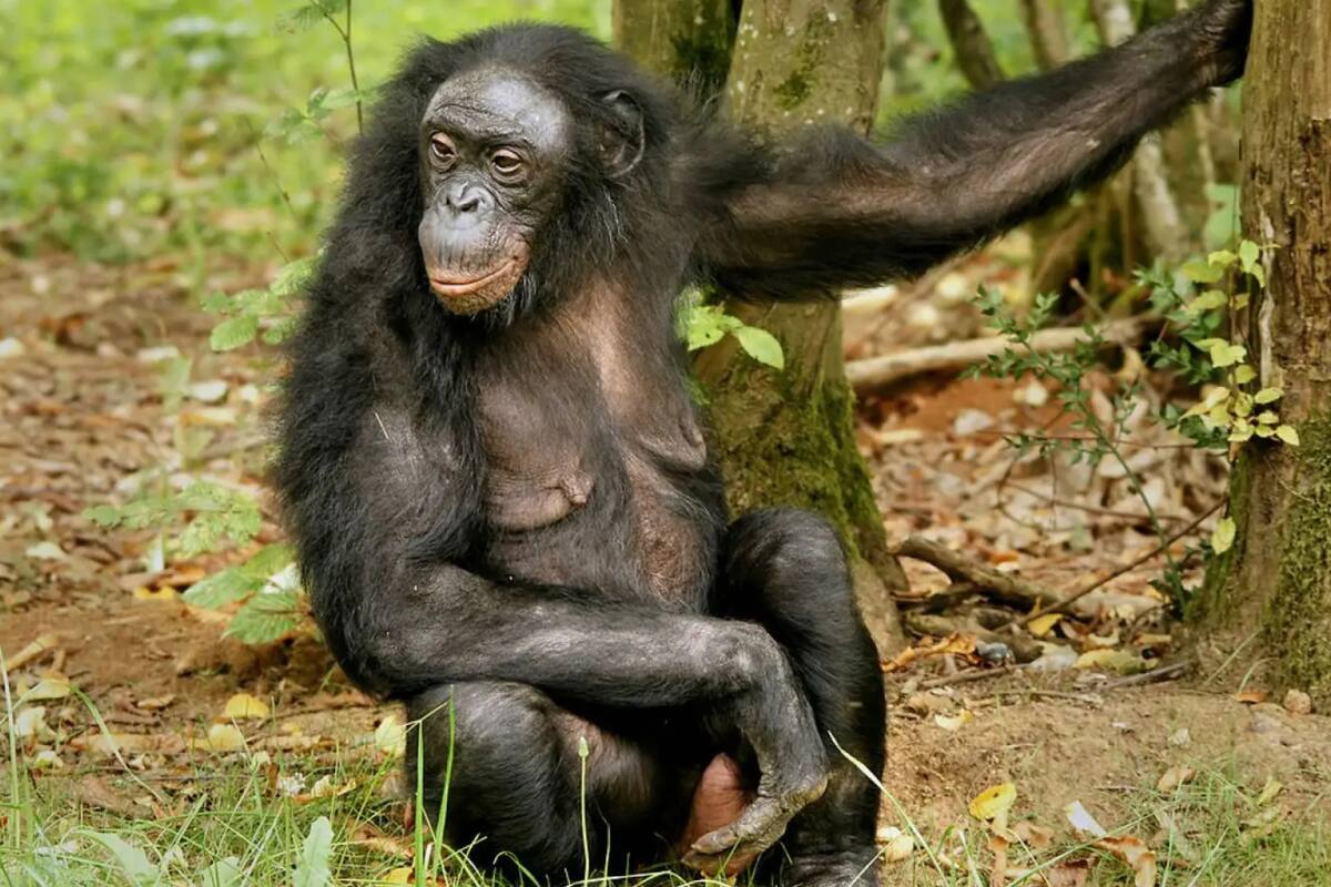 Un estudio con chimpancés demuestra que el lenguaje podría no ser exclusivo de los humanos y ser mucho más antiguo de lo que creíamos