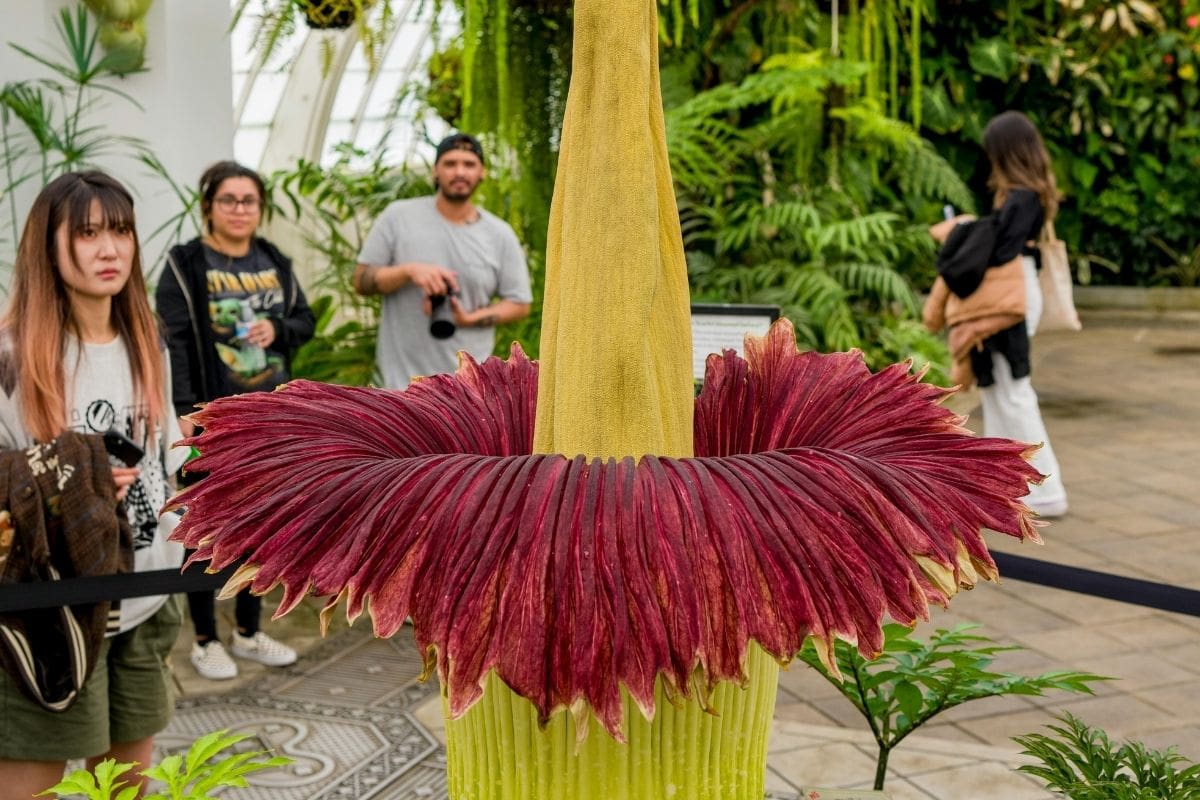 La flor que huele a cadáver : ¿Por qué atrae a ciertos insectos?