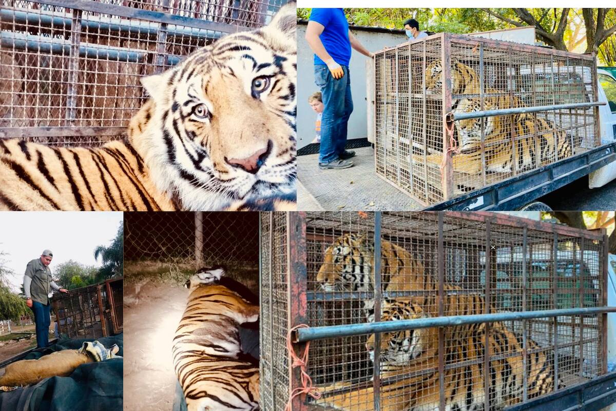 Resguardan en Culiacán dos tigres de bengala y una leona africana asegurados en Navojoa
