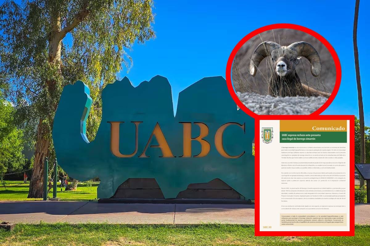 UABC condena presunta caza ilegal de borrego cimarrón en BC