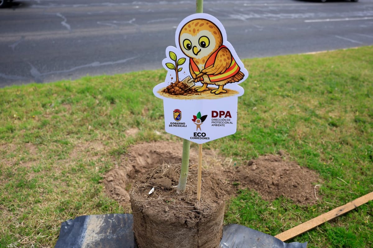 Plantan más de mil 500 árboles nativos en camellones de Mexicali durante programa de reforestación