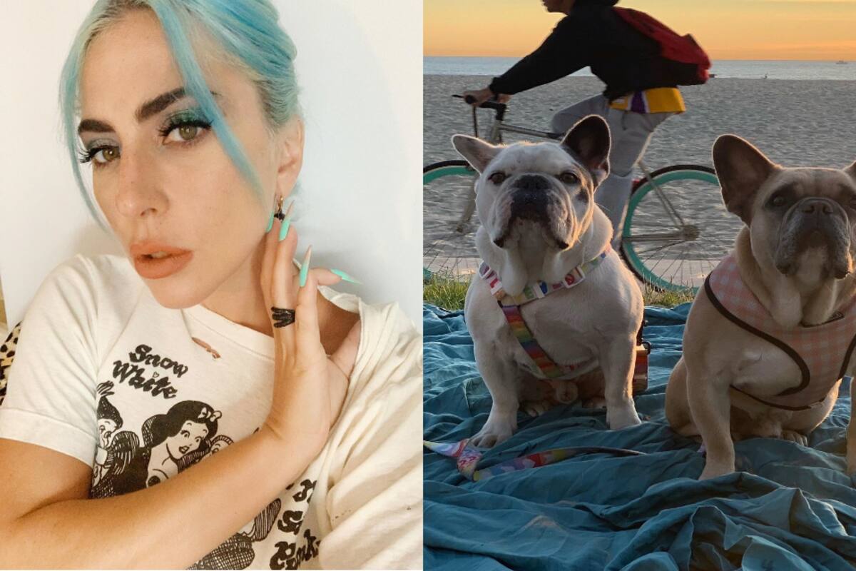 ¡Devastada! Lady Gaga pide que le devuelvan a sus perros secuestrados