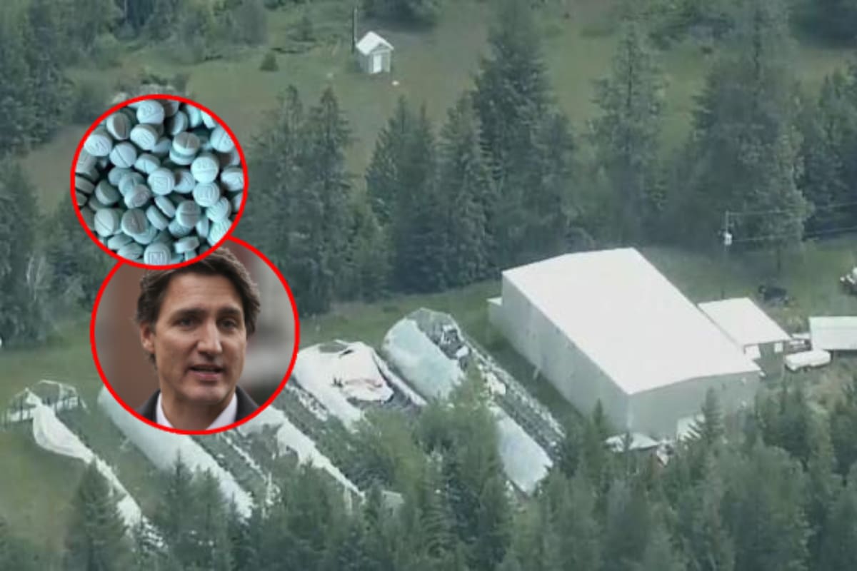 Desmantelan el “súper laboratorio” de drogas más grande en la historia de Canadá: Decomisan fentanilo, armas y precursores químicos