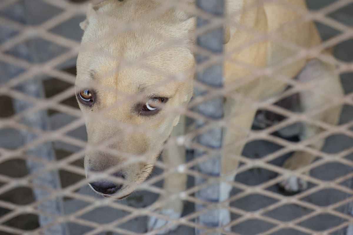 Mascotas extraviadas en Mexicali tendrán más tiempo para ser reclamadas