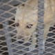 Amplían plazo para reclamar mascotas extraviadas en Mexicali