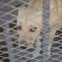 Mascotas extraviadas en Mexicali tendrán más tiempo para ser reclamadas