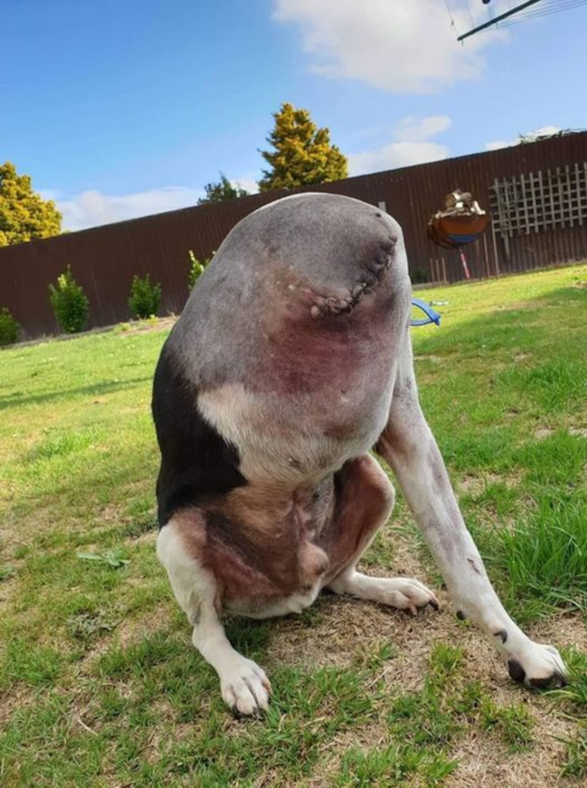 Foto de perro "sin cabeza" causa revuelo en redes sociales