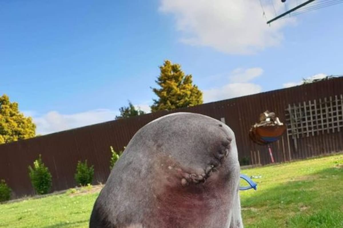 “El perro sin cabeza”: la ilusión óptica que confundió a todo el internet