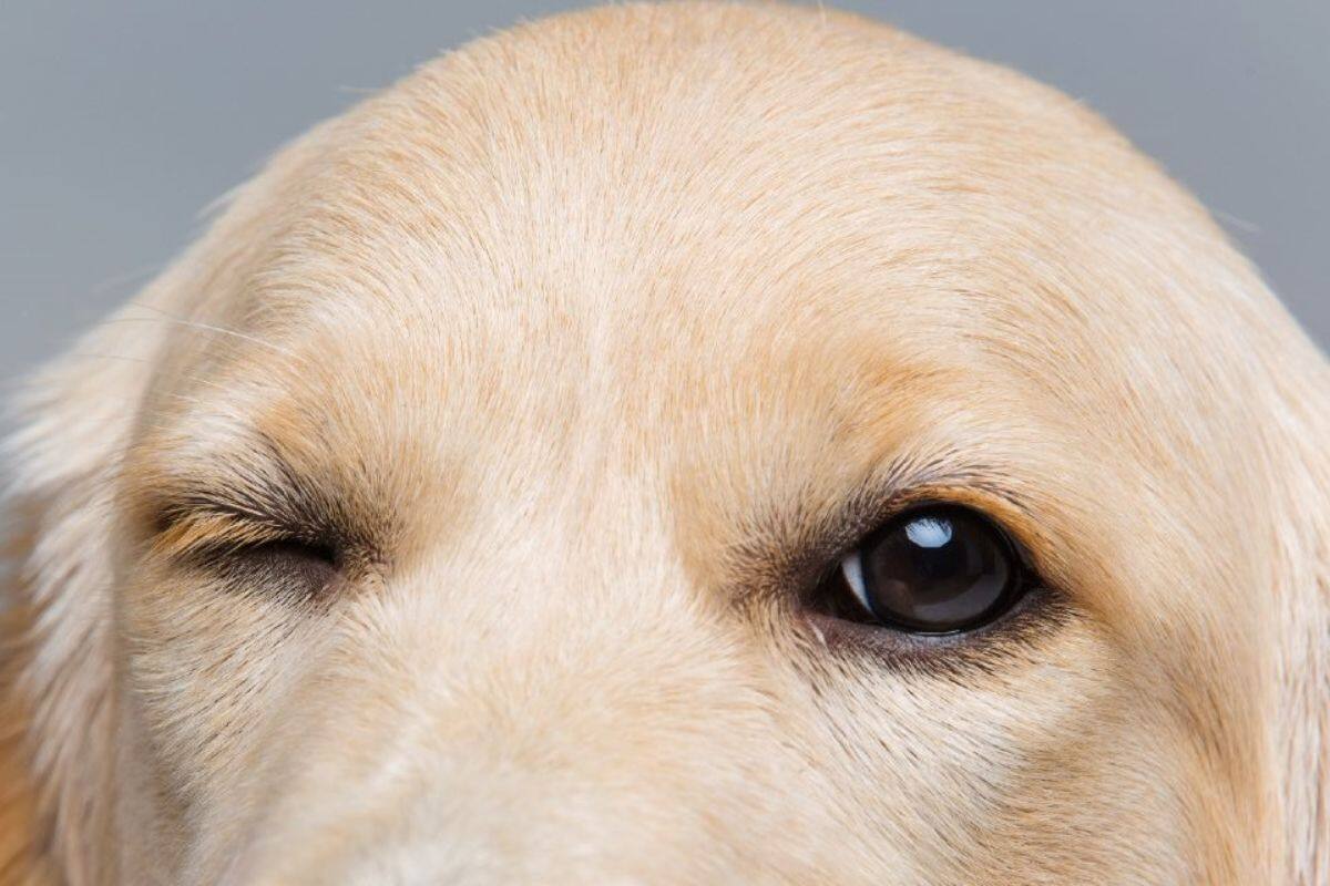 ¿Por qué los perros tienen ojos de cachorro? Hallazgo desmiente creencia que involucraba a los humanos