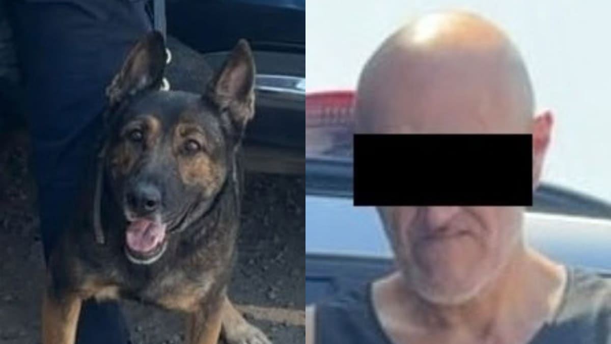 Detienen a un hombre con 10 envoltorios de narcótico en la colonia Los Jardines de Hermosillo gracias a un operativo de la Unidad K9