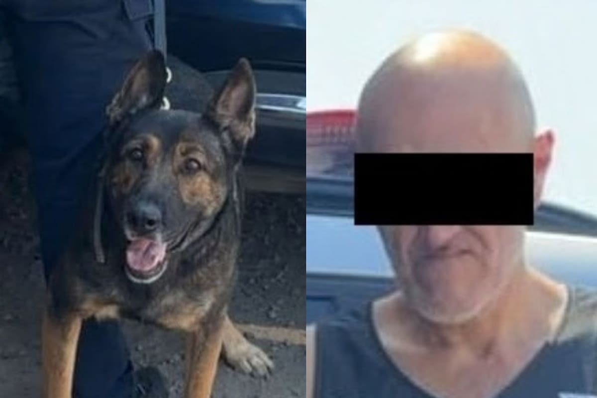 Detienen a un hombre con 10 envoltorios de narcótico en la colonia Los Jardines de Hermosillo gracias a un operativo de la Unidad K9