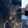 Detienen a un hombre con 10 envoltorios de narcótico en la colonia Los Jardines de Hermosillo gracias a un operativo de la Unidad K9