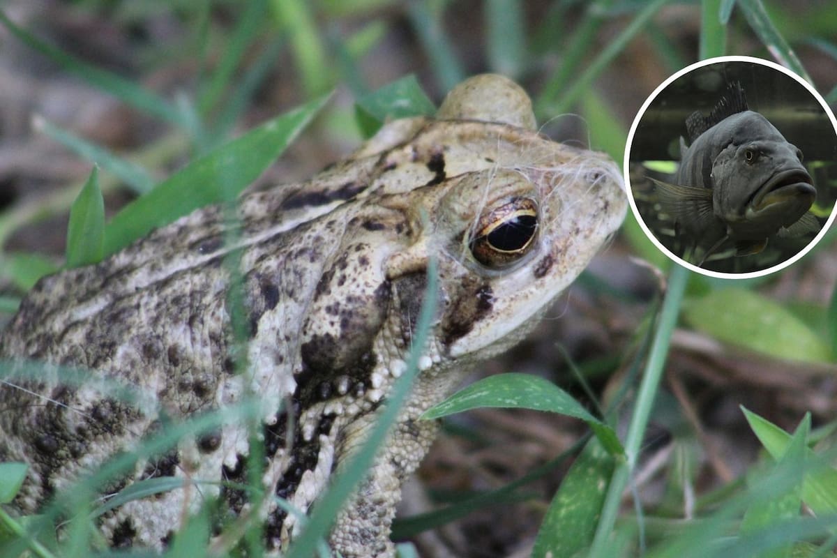 Animales que pueden “volver a la vida” después de estar congelados, según la ciencia