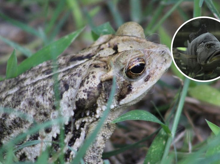 Animales que pueden “volver a la vida” después de estar congelados, según la ciencia