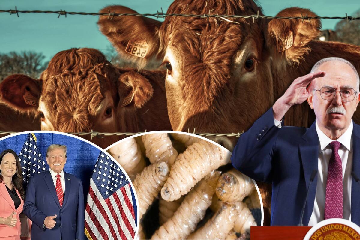Secretario de Agricultura responde ante amenaza de EEUU de cerrar frontera al ganado mexicano por gusano barrenador: “Como dice Sheinbaum, nunca nos subordinamos”