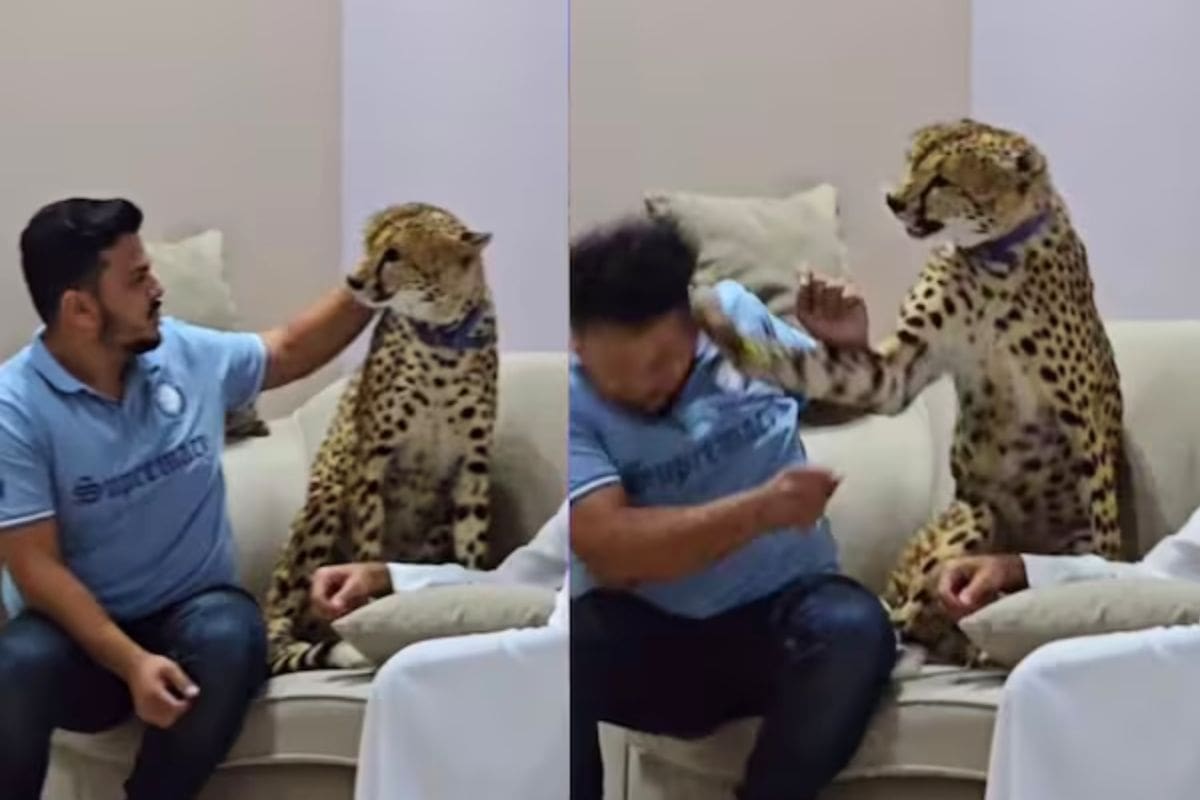 VIDEO: Chita mascota ataca a su dueño