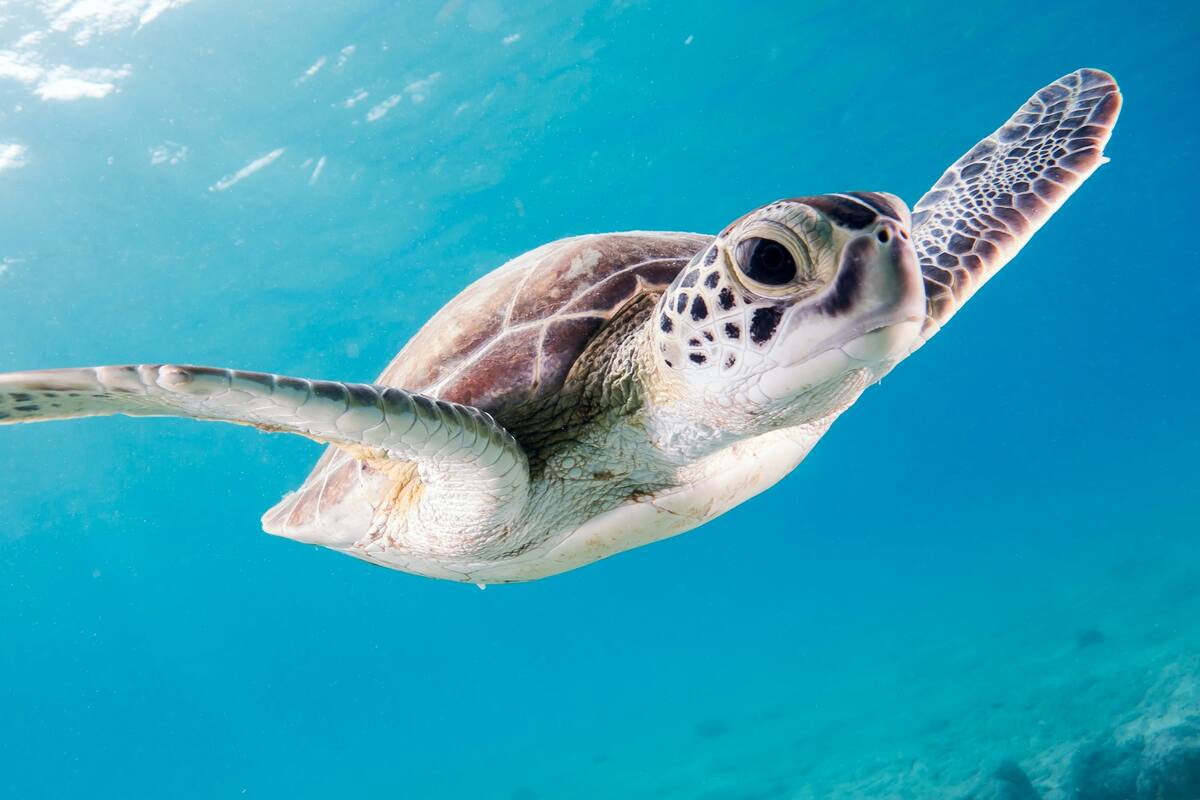 Mueren 8 niños y 1 adulto tras comer carne de tortuga marina
