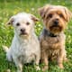 De alimento a veterinario: ¿cuánto cuesta mantener un perro?