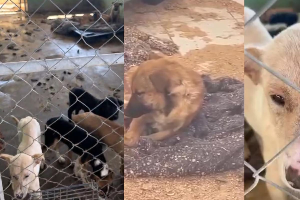 Toman acciones tras condiciones en las que laboraba perrera municipal de Rosarito