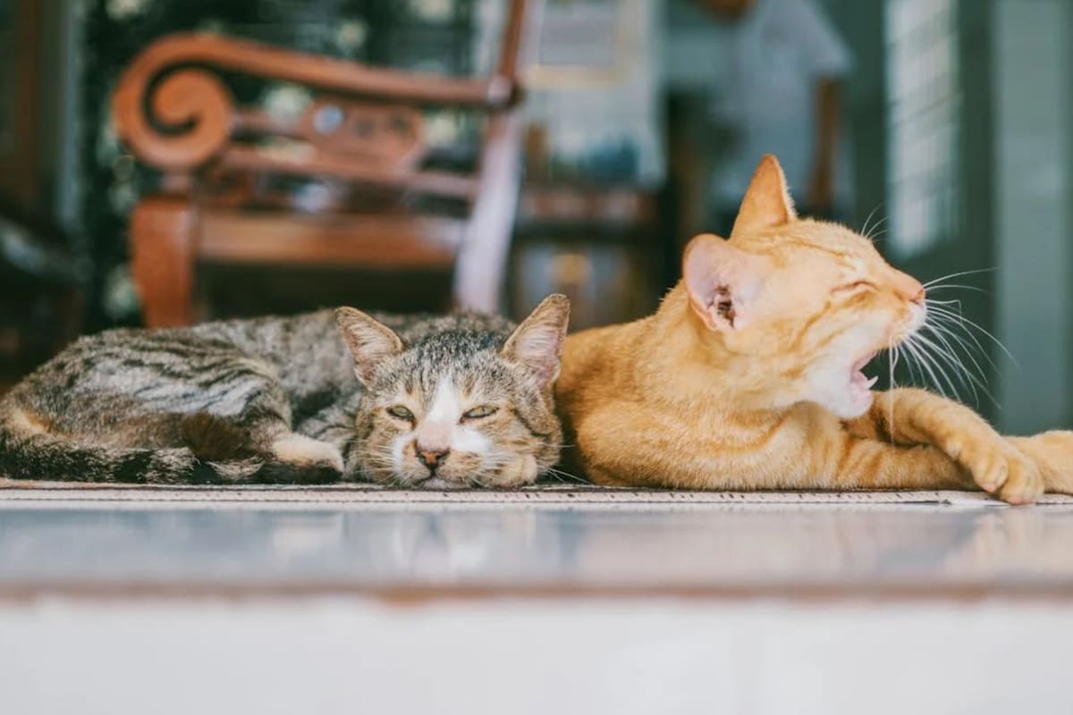 Cómo combatir el mal aliento en los gatos