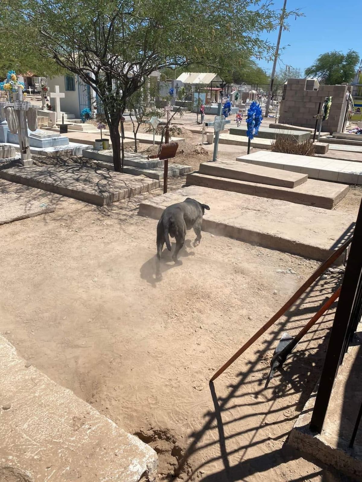 Los asistentes aseguran que se escuchaba el gemido de un perro en el interior de una de las fosas