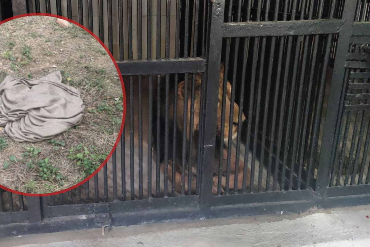 Hombre muere devorado por león tras querer tomarse una selfie con él