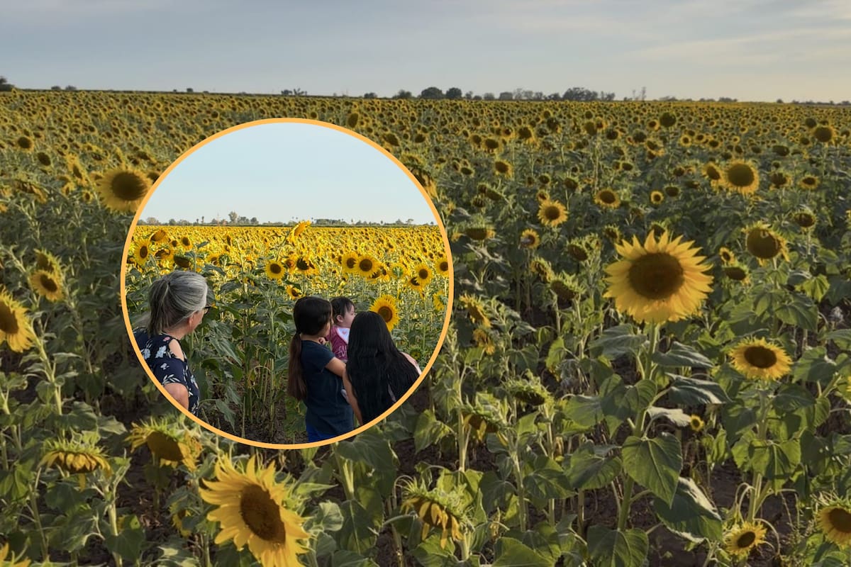 Campo de girasoles en el Valle del Yaqui se vuelve un atractivo floral: Visitantes llegan al atardecer para tomarse fotos y disfrutar del paisaje