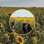 Campo de girasoles en el Valle del Yaqui se vuelve un atractivo floral: Visitantes llegan al atardecer para tomarse fotos y disfrutar del paisaje