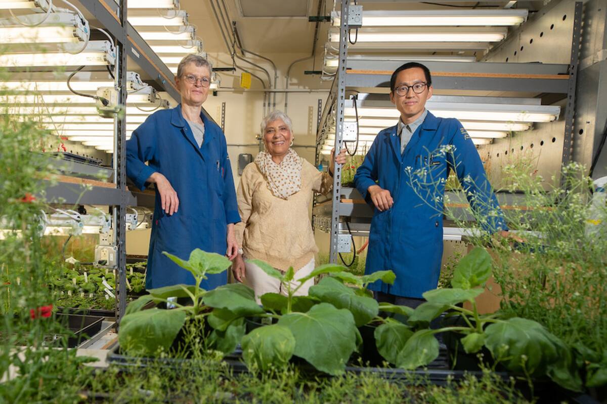 Encuentran que las plantas producen su propia aspirina para protegerse del estrés