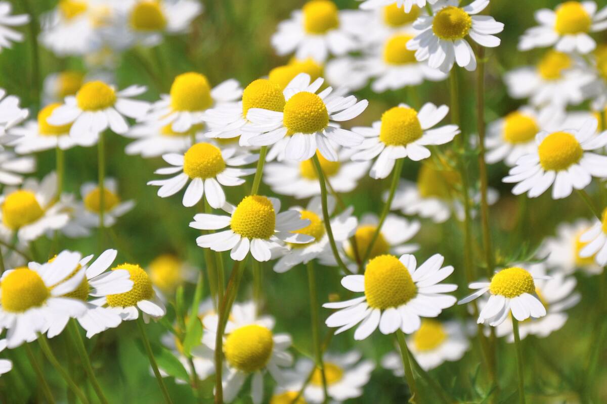 Esta es la mejor hierba para combatir la ansiedad, según la ciencia