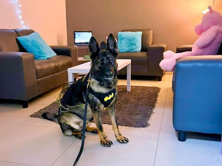 Lomitos de apoyo brindan confianza a niños en juzgados de Baja California