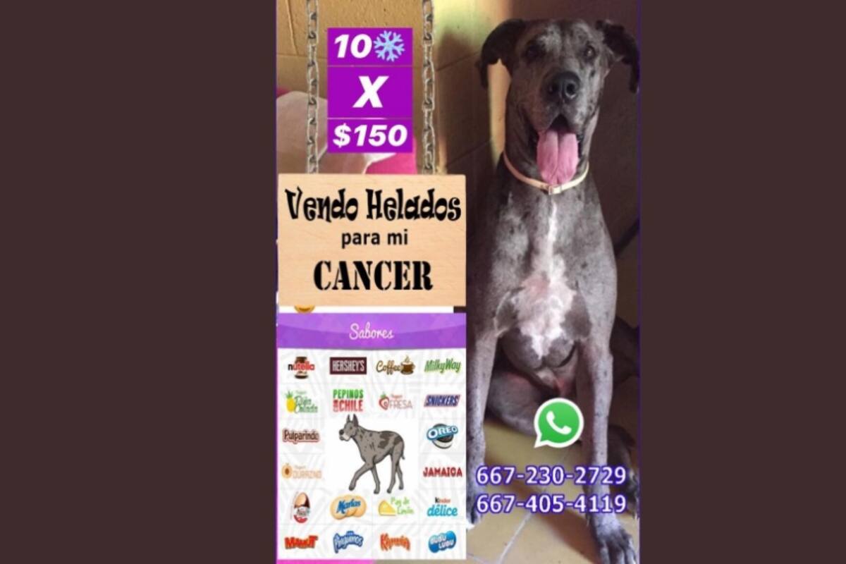 Perro con cáncer conmueve en redes al 'vender' helados para pagar su tratamiento