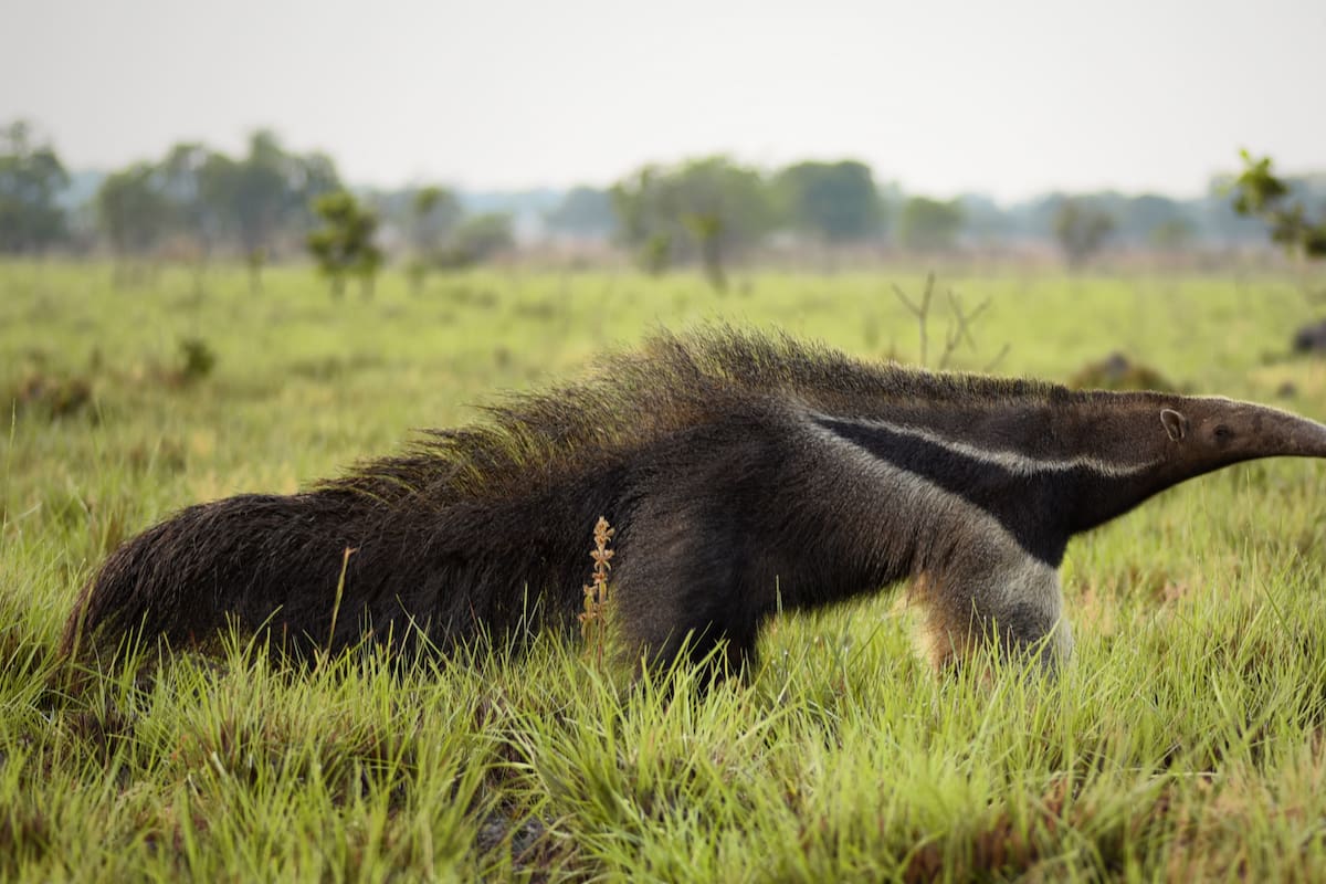 El secreto del oso hormiguero gigante: su cola como herramienta vital