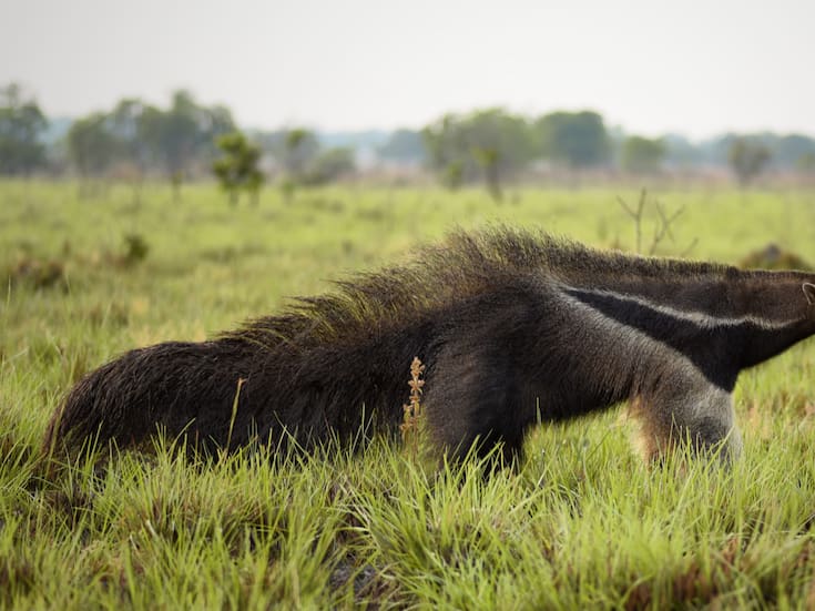 El secreto del oso hormiguero gigante: su cola como herramienta vital