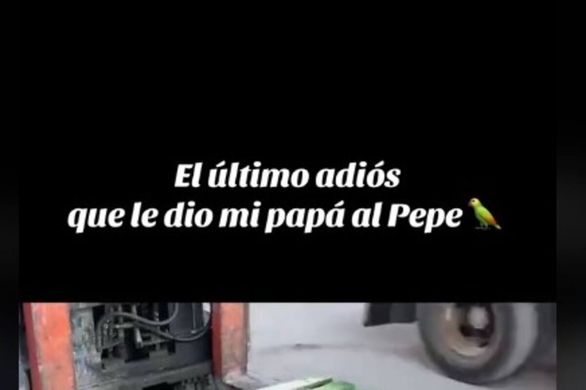 Vuela alto, Pepe: Despiden a un periquito con banda en emotiva despedida