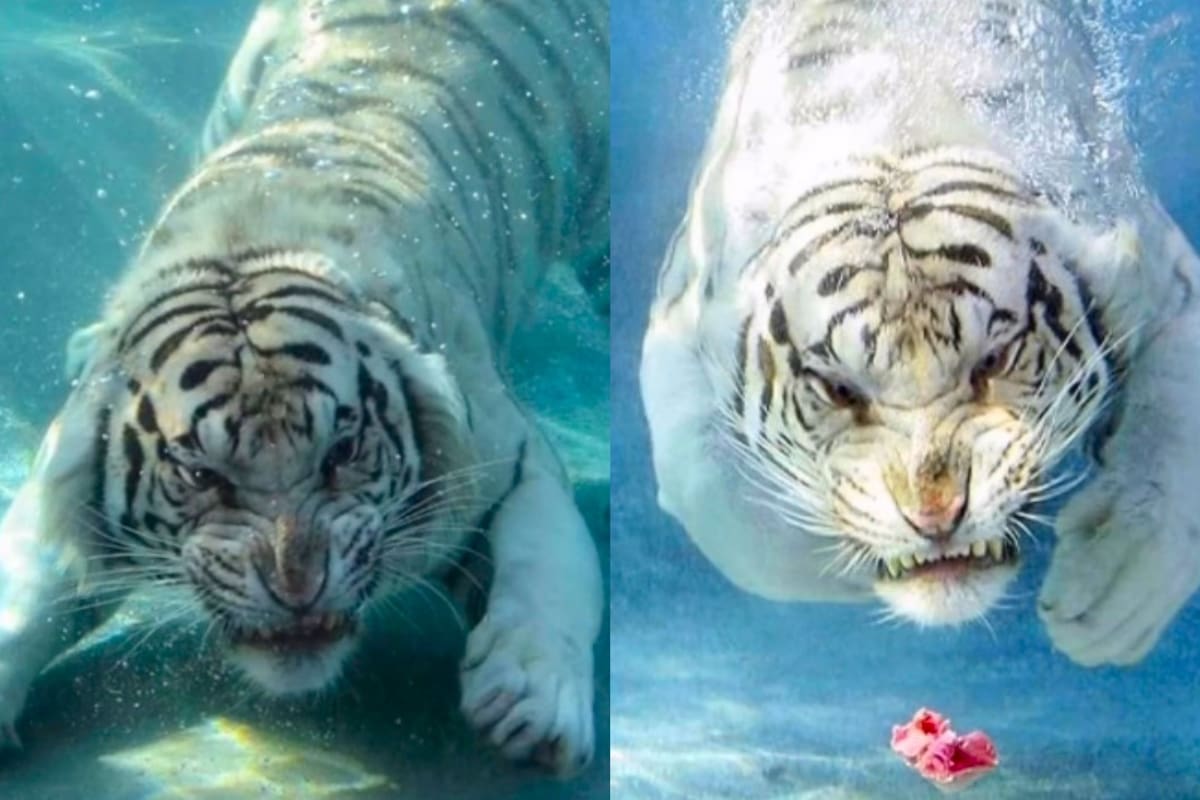 “Parece portada de un álbum”: imágenes de un tigre cazando bajo el agua se vuelven virales