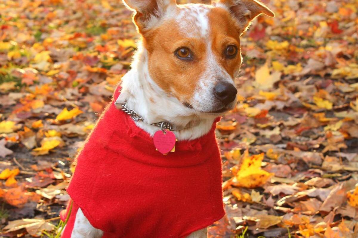 ¿A los perros les da frío?
