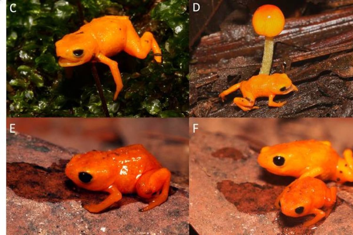 Encuentra sapo color naranja