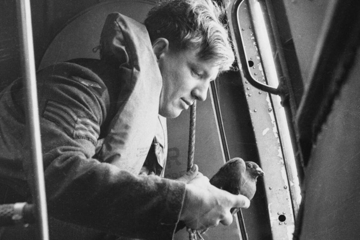 Columba: la ingeniosa operación con palomas mensajeras que espiaron a los nazis en la época más oscura de la Segunda Guerra Mundial