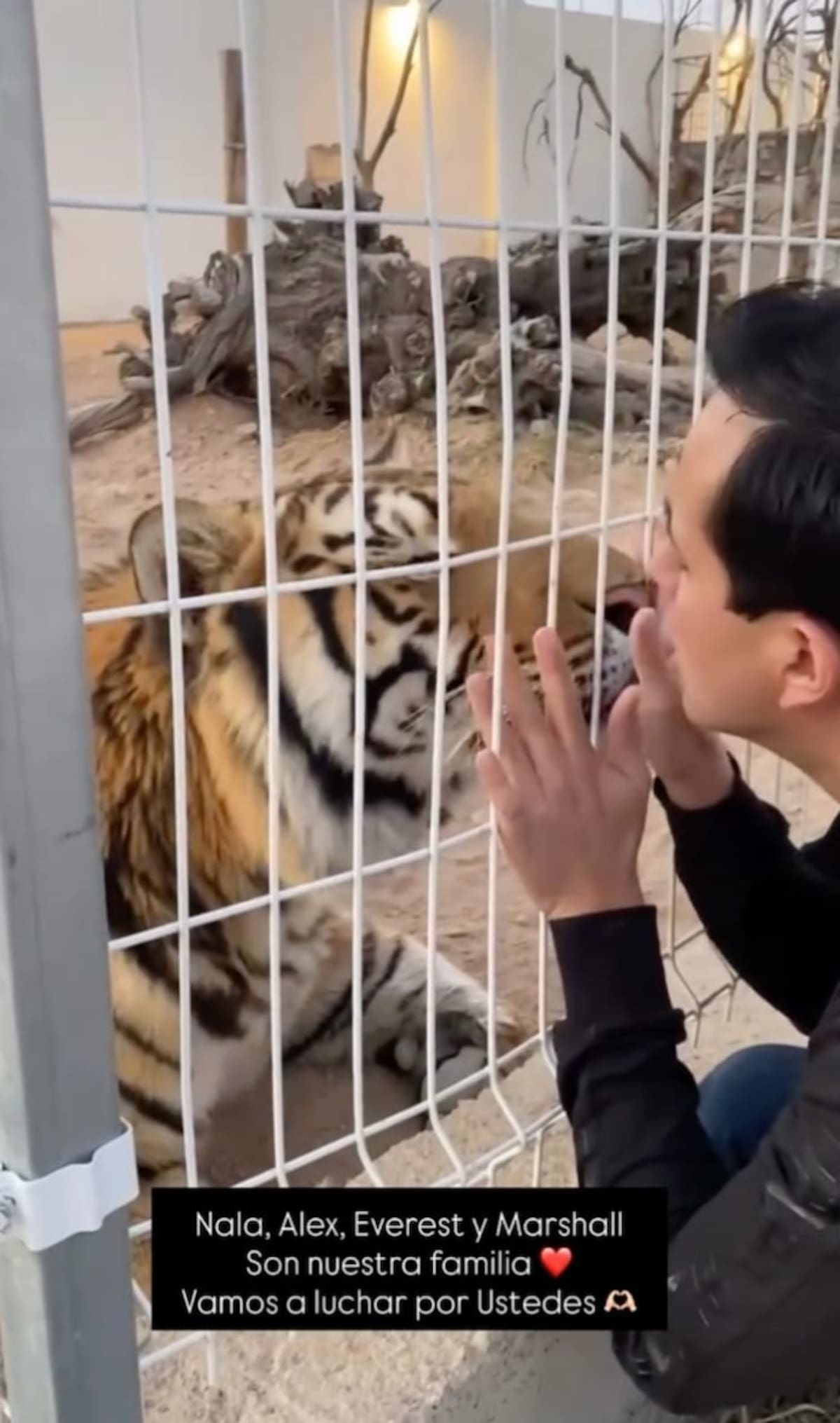 Javier Aguilera Peña, dueño de ABCD Arquitecura, con uno de sus tigres, animales mascota exóticos que les fueron decomisados por la Profepa. | Especial GH