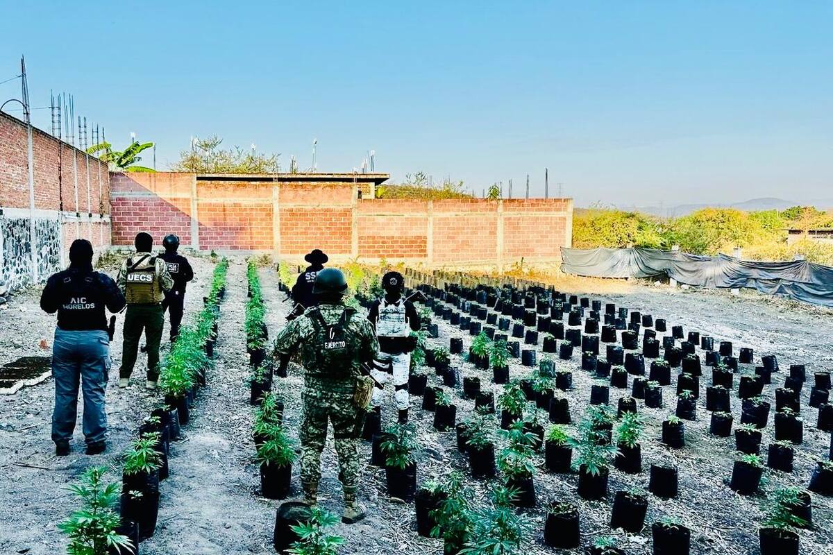 Decomisan y destruyen invernadero en Morelos con 420 plantas de mariguana