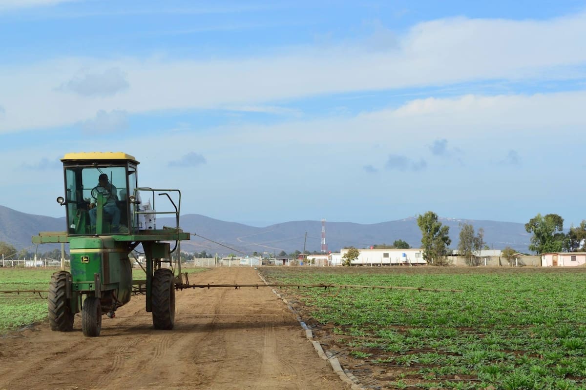 Robo hormiga afecta a productores de Maneadero; espárrago es el más robado