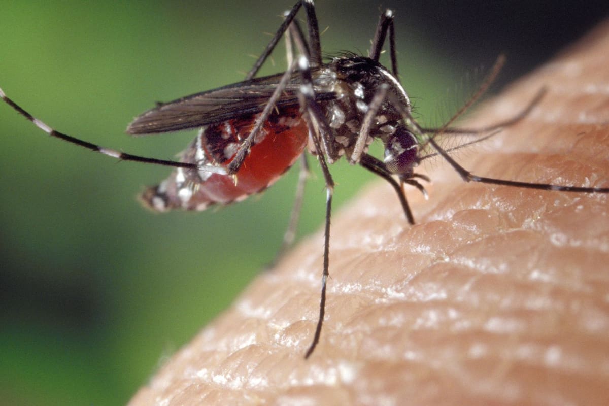 Aumentan los casos de malaria en México: Chiapas concentra el mayor número de contagios