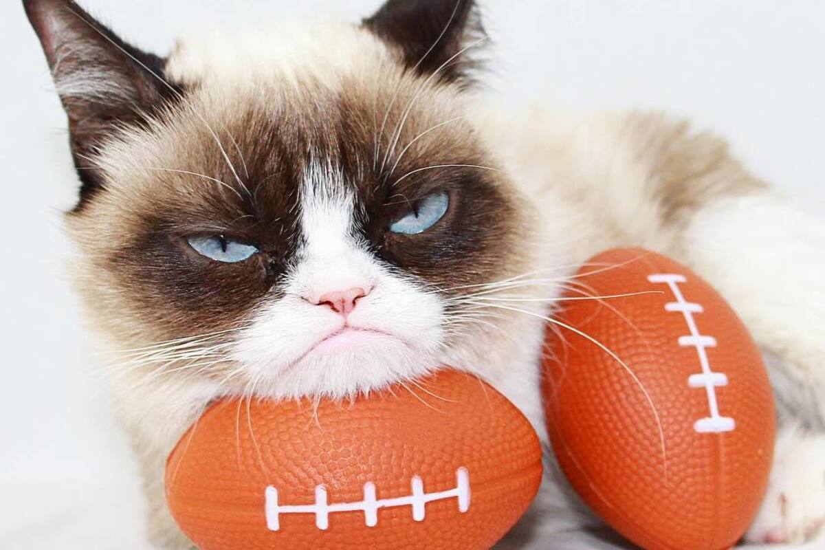 Este era el verdadero nombre de Grumpy Cat