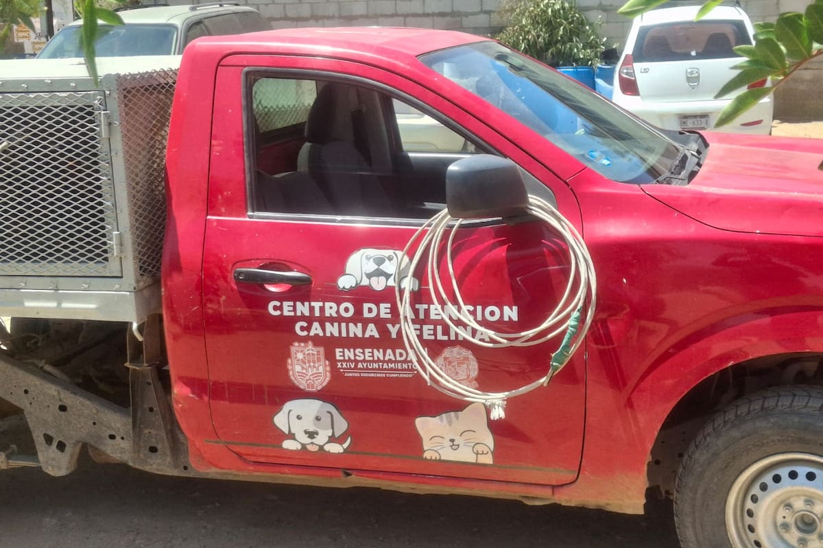 Vecinos alertan por perros agresivos en colonias de Ensenada