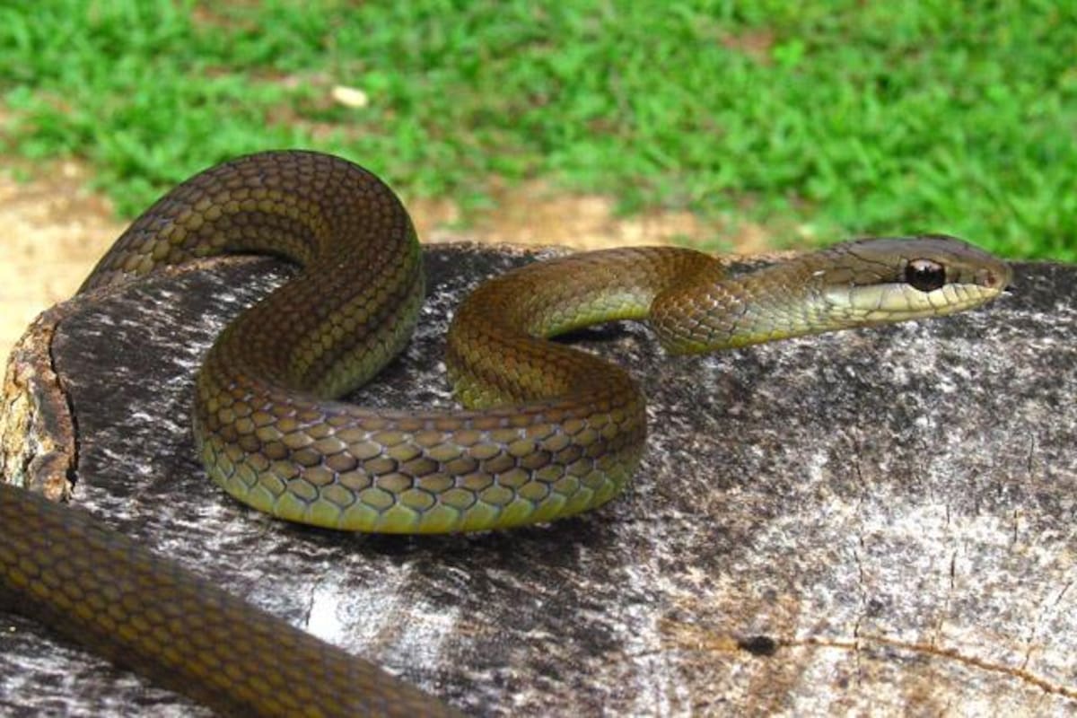 Seris usan medicina ancestral contra las mordeduras de víbora