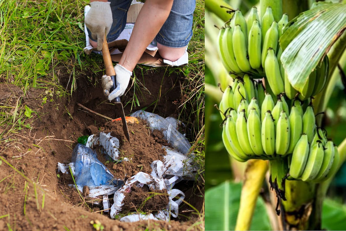 Hombre asesina y entierra a su esposa y suegra; plantó árboles para ocultar el crimen